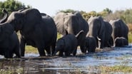 Backdrop of Elephant image size 1541x867