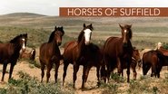 Backdrop of Horses of Suffield image size 1920x1080