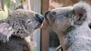 Izzy et les koalas season 2 episode 8