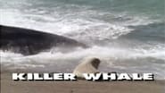 Predators of the Wild: Killer Whale wallpaper 