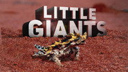 Little Giants  