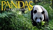 Backdrop of Pandas: The Journey Home image size 1920x1080