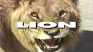 Predators of the Wild: Lion wallpaper 