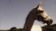I Believe in Unicorns wallpaper 