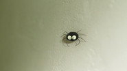 The stubborn spider