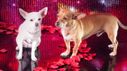 Le Chihuahua de Beverly Hills 2 wallpaper 