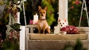 Le Chihuahua de Beverly Hills wallpaper 