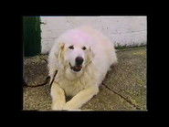 The Advance, Stand, Sit and Down