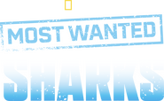 Logo of Most Wanted Sharks image size 2105x1300