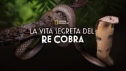 Secrets of the King Cobra wallpaper 