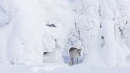 Aïlo : Une odyssée en Laponie wallpaper 