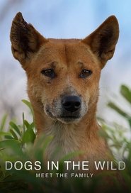 Poster of Dogs in the Wild: Meet the Family image size 680x1000