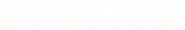 Logo of A Flash of Beauty: Bigfoot Revealed image size 800x129