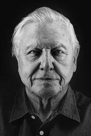 David Attenborough Photo of David Attenborough image size 1638x2457