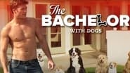 The Bachelor with Dogs and Scott Eastwood wallpaper 