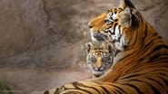 Tigres wallpaper 