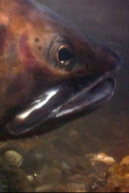 Cutthroats of Yellowstone