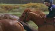 Shergar wallpaper 