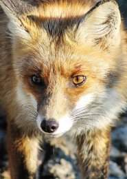 poster Stadt, Land, Fuchs!