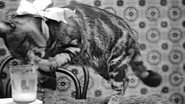 Le Déjeuner de Minet wallpaper 
