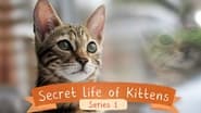 The Secret Life of Kittens  