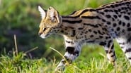 Serval, le félin des savanes africaines wallpaper 