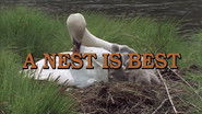 A Nest is Best