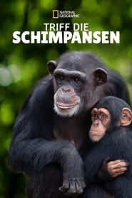 Triff die Schimpansen