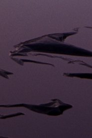 Plastic Aortas