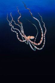 Secrets of the Octopus poster