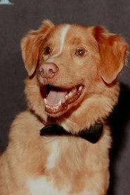 Indy — Fotoğraf 2