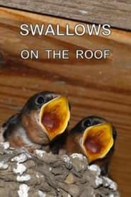 Swallows on the Roof