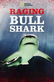 Poster Raging Bull Shark 2020