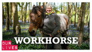 Workhorse