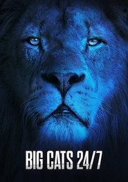 Big Cats 24/7 постер