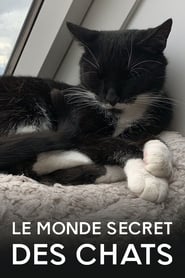 Le Monde secret des chats streaming