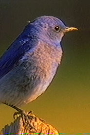 berb
