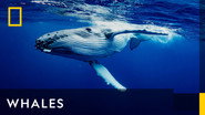Whales