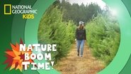 Holiday Tree Farm