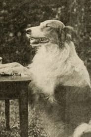 Photo de Shep the Dog Napoleon - the Dog 