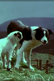 Schafzucht im schottischen Hochland - Lammzeit (1980)