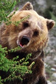 Bozo the Bear