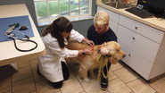 Animal Hospital, Music, Urban Design, and Animation