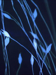 Poster Feuerhaus 1998