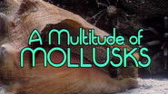 A Multitude of Mollusks