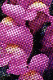 Poster for Flowers (Nahbild)