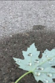 a walk amongst the leaves 2020 a walk amongst the leaves 2020