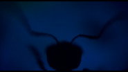 Antface