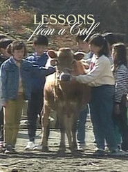 Pôster de Lessons from a Calf