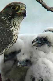 The Barrens Quest (1996)